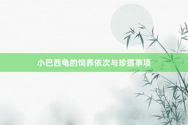 小巴西龟的饲养依次与珍摄事项