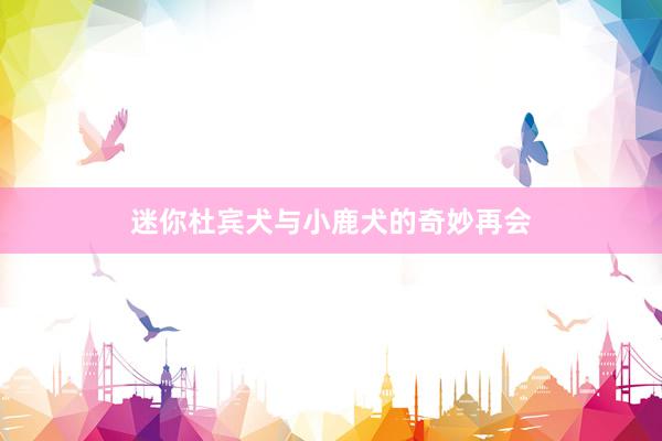 迷你杜宾犬与小鹿犬的奇妙再会